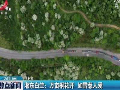 湘东白竺：万亩桐花开 如雪惹人爱