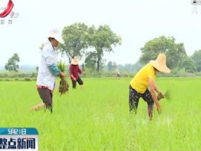 奉新：抢农时强田管 确保早稻丰收