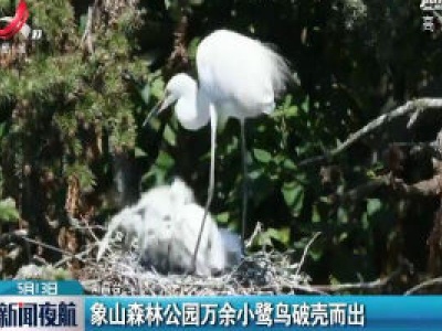 南昌：象山森林公园万余小鹭鸟破壳而出