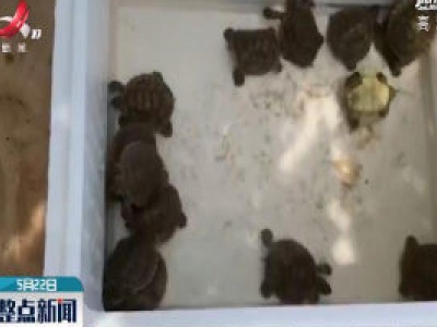 柬埔寨极度频危马来潮龟种群现复苏迹象