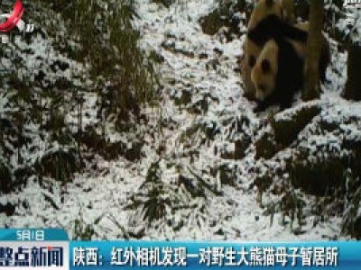 陕西：红外相机发现一对野生大熊猫母子暂居所
