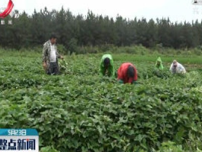 张敬孝：从贫困户到种粮大户的完美逆袭