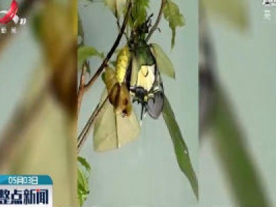 全国首次：井冈山放飞昆虫界“大熊猫” 一金斑喙凤蝶