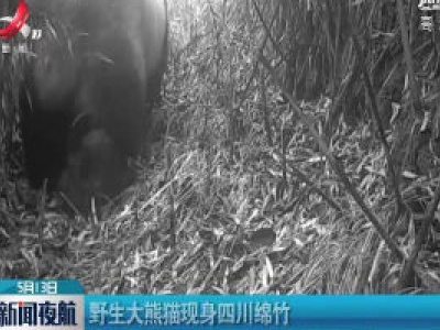 野生大熊猫现身四川绵竹