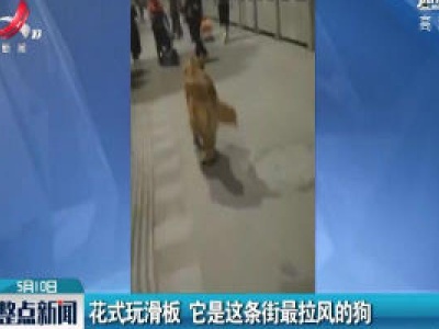 四川：花式玩滑板 它是这条街最拉风的狗