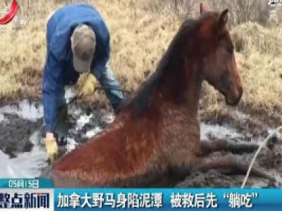 加拿大野马身陷泥潭 被救后先“躺吃”