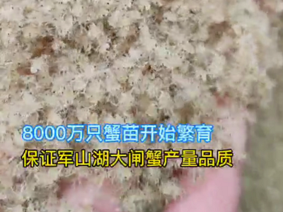 进贤县：8000万只“大眼幼体”蟹苗下塘培育