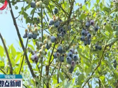 广丰：扶贫“小蓝莓” 致富“大产业”
