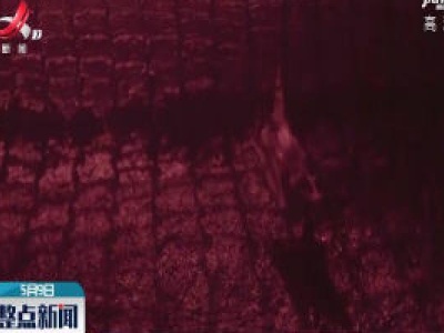 为什么蝙蝠感染冠状病毒后不会生病
