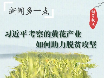 新闻多一点 | 习近平考察的黄花产业，如何助力脱贫攻坚