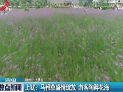 上犹：马鞭草盛情绽放 游客陶醉花海