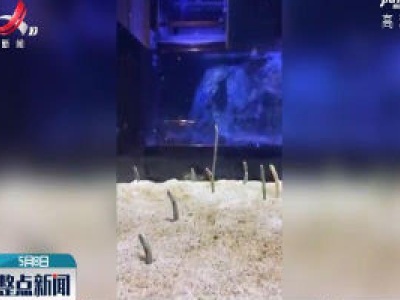 日本水族馆举办线上“花园鳗见面会”
