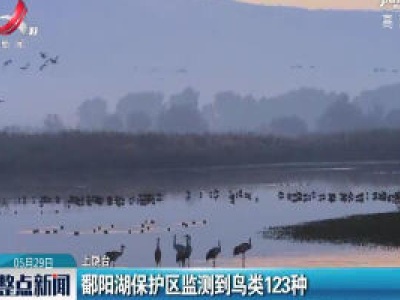 上饶：鄱阳湖保护区监测到鸟类123种