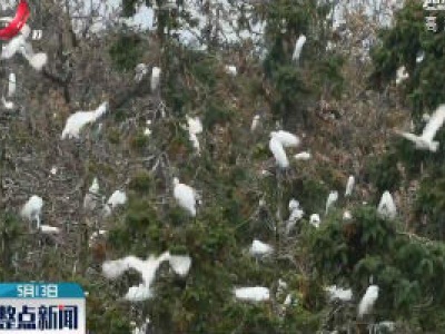 南昌：象山森林公园万余小鹭鸟破壳而出
