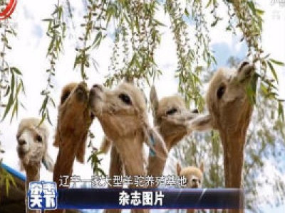 辽宁一羊驼养殖基地为羊驼剪毛 羊驼“瘦”了一大圈