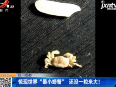 四川成都：惊现世界“最小螃蟹” 还没一粒米大！