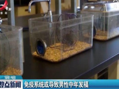 免疫系统或导致男性中年发福
