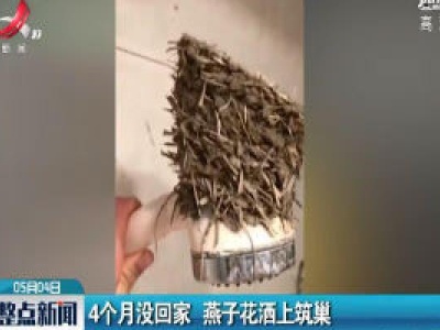 4个月没回家 燕子花洒上筑巢