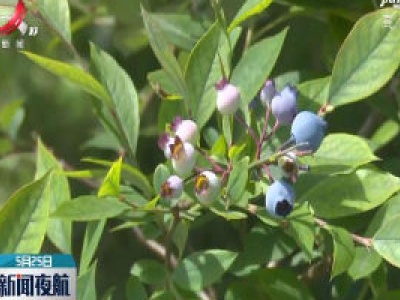 靖安县举办蓝莓采摘节