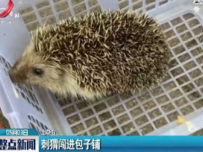 上饶：刺猬闯进包子铺