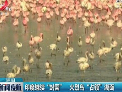 印度继续“封国” 火烈鸟“占领”湖面