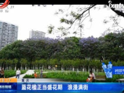 重庆：蓝花楹正当盛花期 浪漫满街