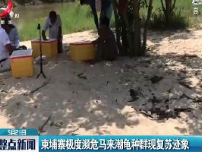 柬埔寨极度濒危马来潮龟种群现复苏迹象