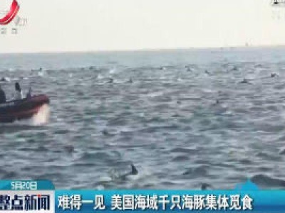 难得一见 美国海域千只海豚集体觅食