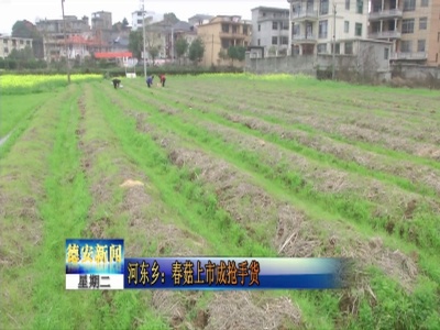 河东乡：春菇上市成抢手货