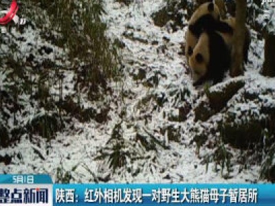 陕西：红外相机发现一对野生大熊猫母子暂居所