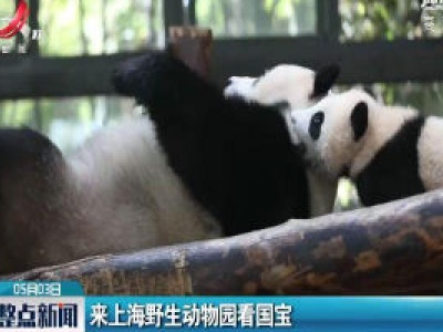 来上海野生动物园看国宝