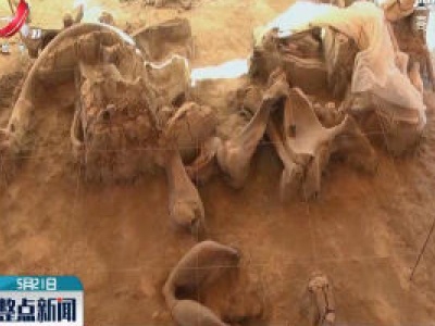 墨西哥发掘出人工捕猎猛犸象陷阱