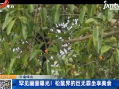 云南保山：罕见画面曝光！松鼠界的巨无霸坐享美食