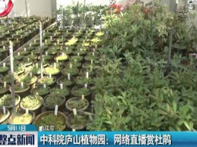 中科院庐山植物园：网络直播赏杜鹃