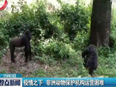疫情之下 非洲动物保护机构运营困难