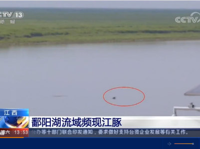 [新闻直播间]江西 鄱阳湖流域频现江豚