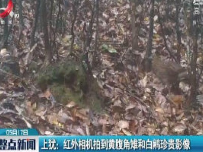 上犹：红外相机拍到黄腹角雉和白鹇珍贵影像