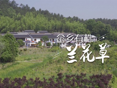 短视频丨畲乡有株“兰花草”