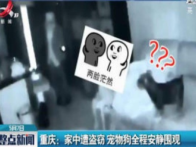 重庆：家中遭盗窃 宠物狗全程安静围观