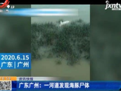 广东广州：一河道发现海豚尸体