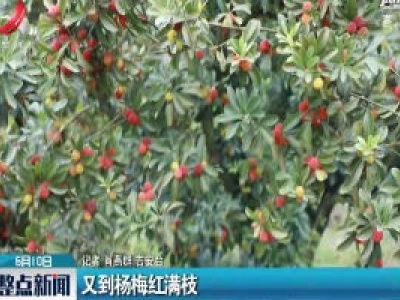 吉安：又到杨梅红满枝