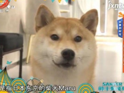初夏的时光——无忧下午茶 微笑狗陪伴