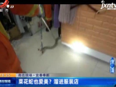 【救在现场】宜春奉新：菜花蛇也爱美？溜进服装店