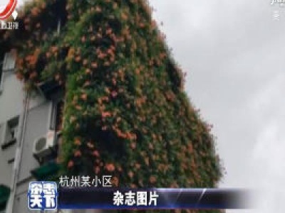 杭州一社区有堵“爱的花墙” 凌霄花开满6层楼高