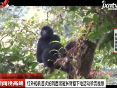 云南：红外相机首次拍到西黑冠长臂猿下地活动珍贵视频