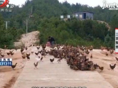 三农聚焦20200608 “一鸡一树”打造脱贫致富之路