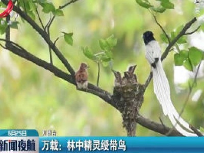 万载：林中精灵绥带鸟