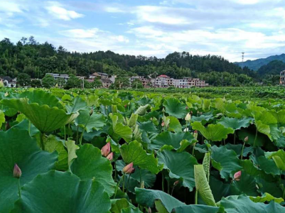 贫困山村种出百万扶贫产业