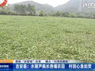 【聚焦“放管服”改革 曝光“怕慢假庸散”】吉安县：水葫芦疯长吞噬农田 村民心急如焚