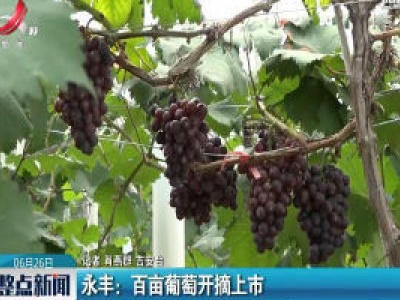 永丰：百亩葡萄开摘上市